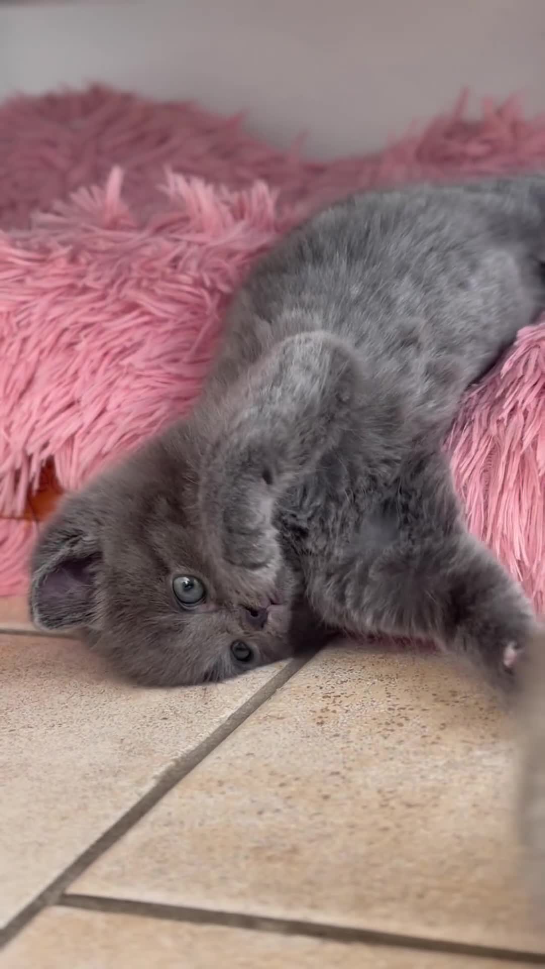 British Shorthair cats for sale: Beautiful BSH x tabby Kittens 🐾 - Video 1