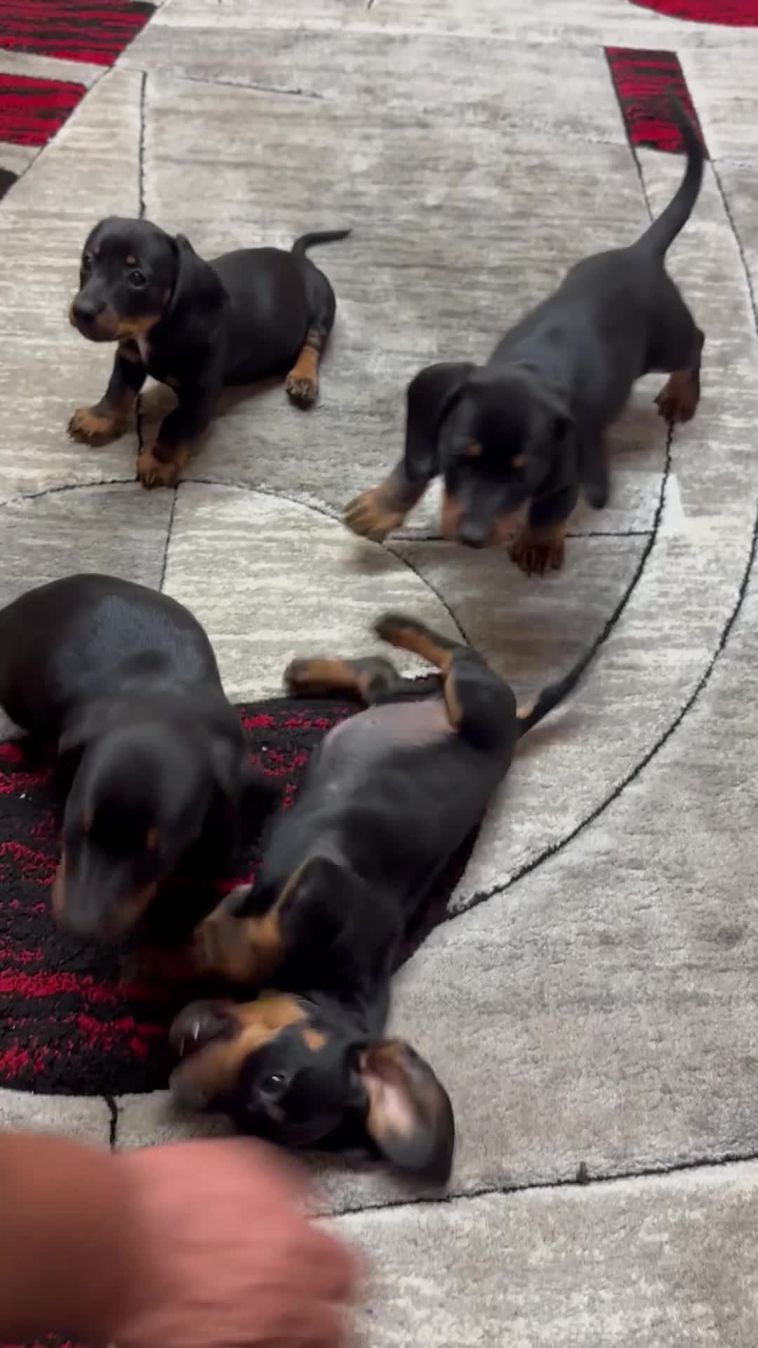 Dachshund dogs for sale: beautiful dachshunds puppies for sale  - Video 2