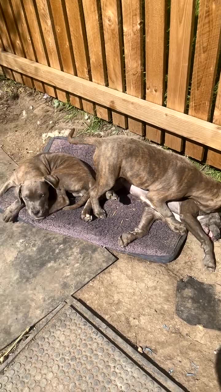 Cane Corso dogs for sale: Turner Hooch puppies Italian Mastiff Cane Corso - Video 4