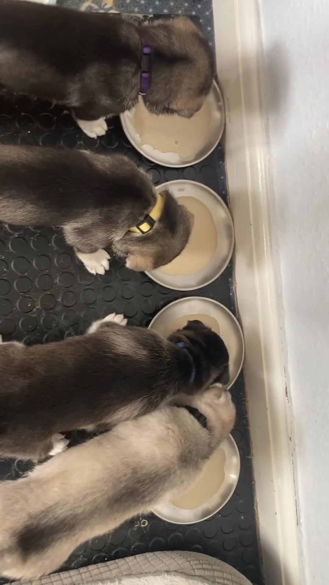 Siberian Husky dogs for sale: Stunning Siberian Huskies  in Sheffield - Video 1