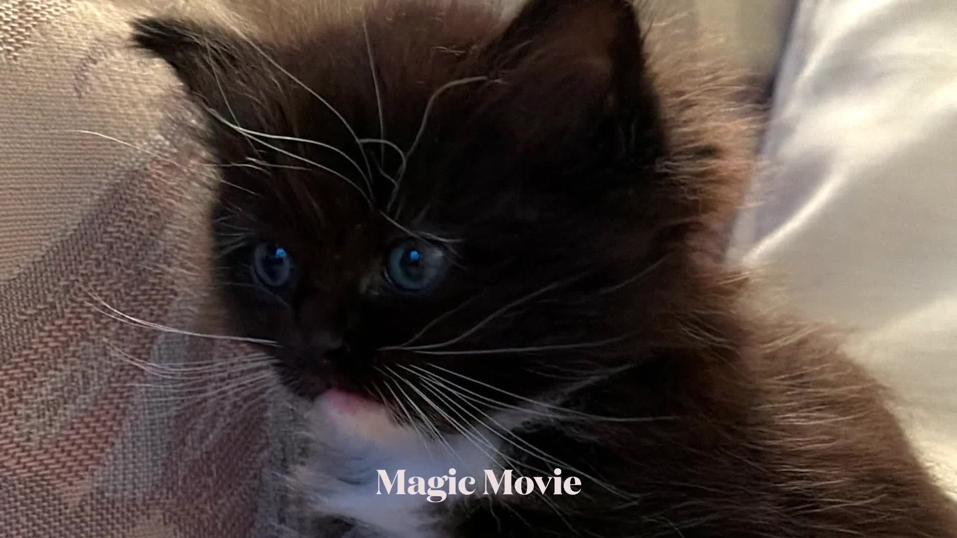 Ragdoll cats for sale: Ragdoll tuxedo black & white - Video 1