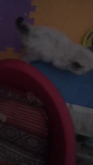 Ragdoll cats for sale: Purebred Ragdoll Kittens HCM PKD  clear - Video 5