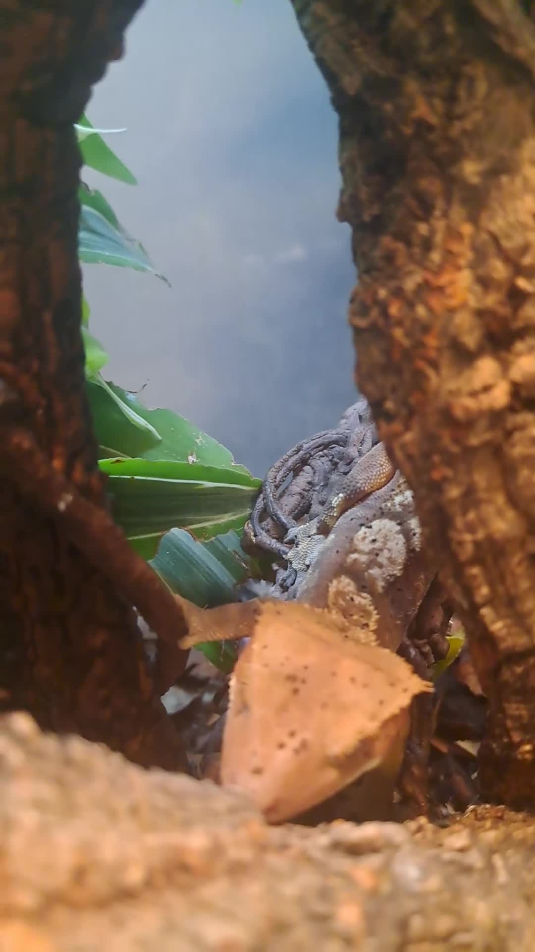 Gecko reptiles for sale: Male crestic geko and dalmation crestic geko  - Video 1