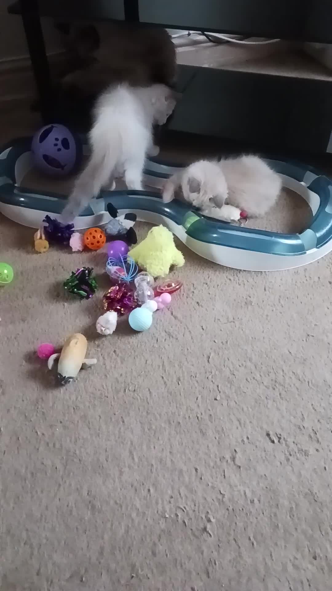 Ragdoll cats for sale: CUTE RAGDOLL KITTENS  - Video 3