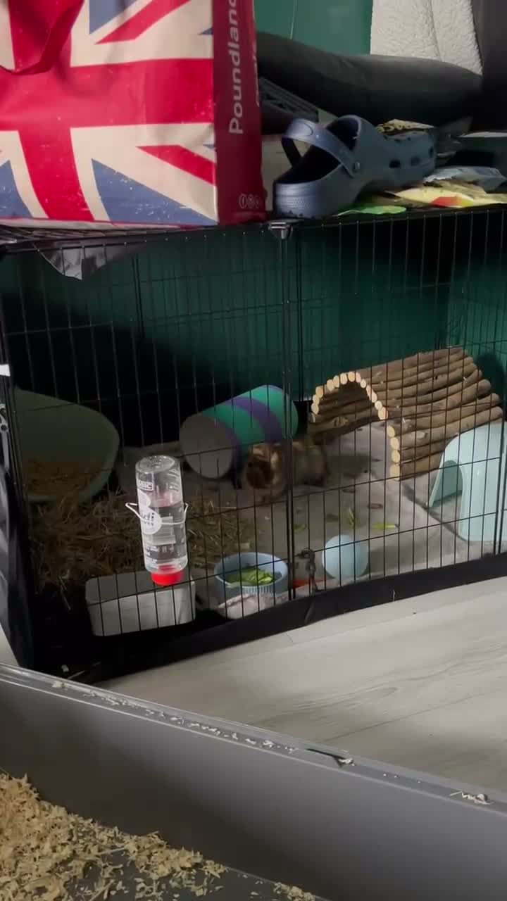 Guinea Pig rodents for sale: Guinea pig  in Tamworth - Video 1