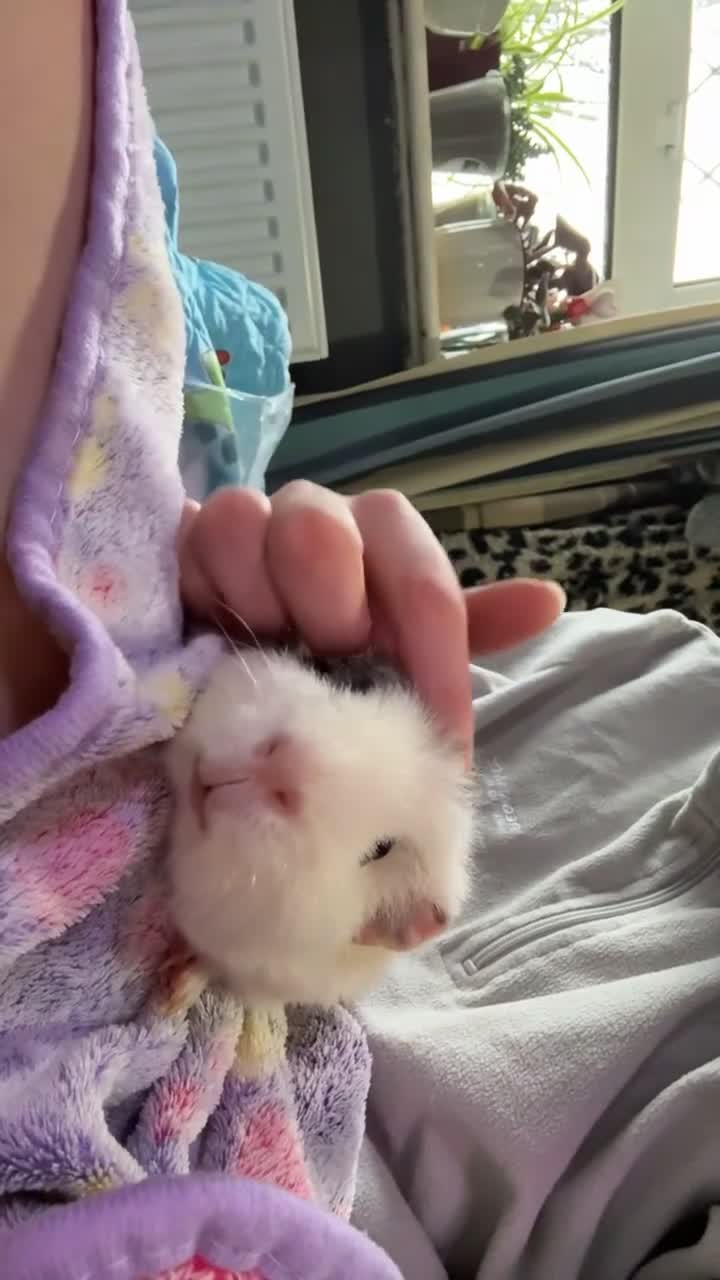 Guinea Pig rodents for sale: Vinnie and Benji - Video 1