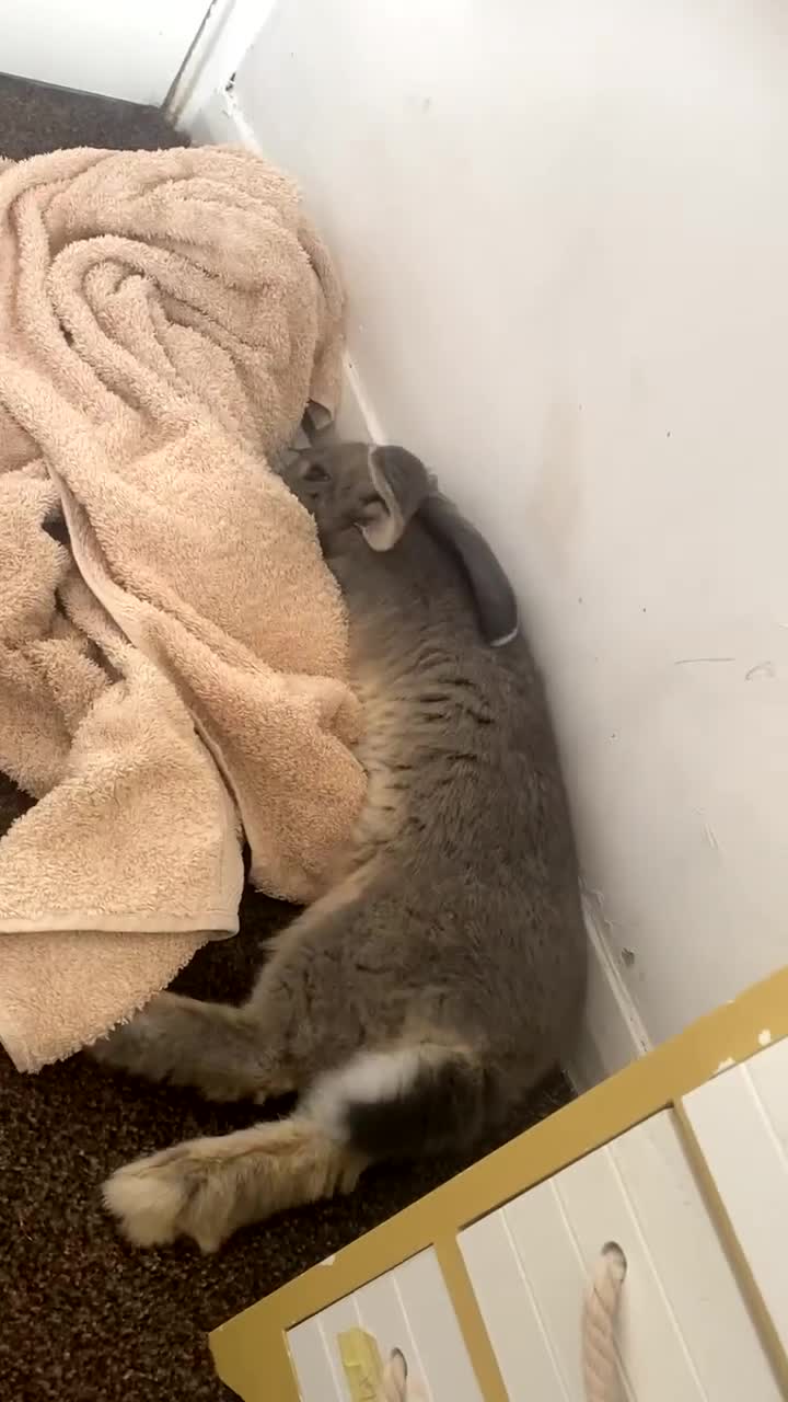 Mixed Breed rabbits for sale: Bluey 🐰 in Washington - Video 4