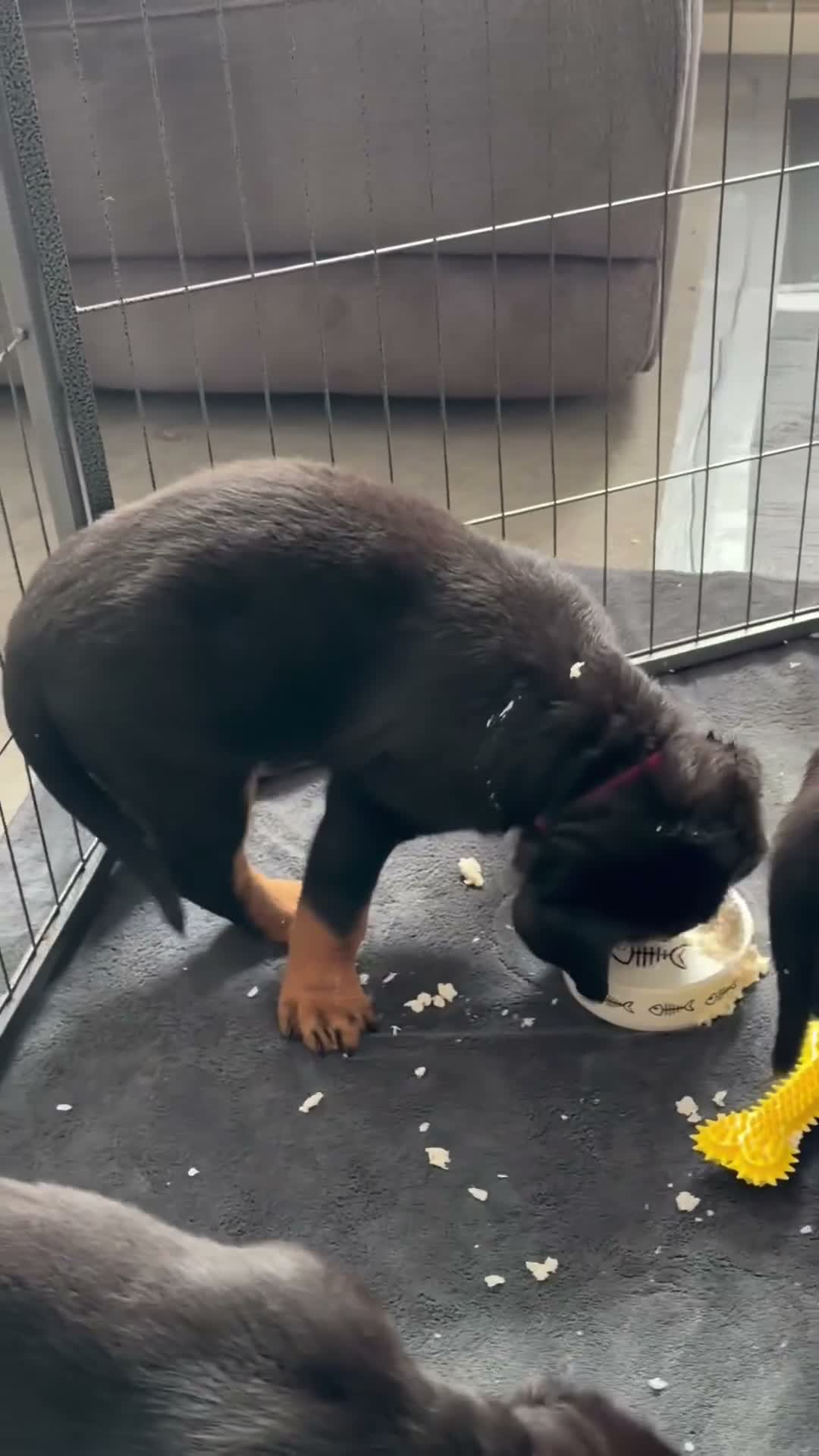 Rottweiler dogs for sale: Pure Breed Rottweiler  - Video 1