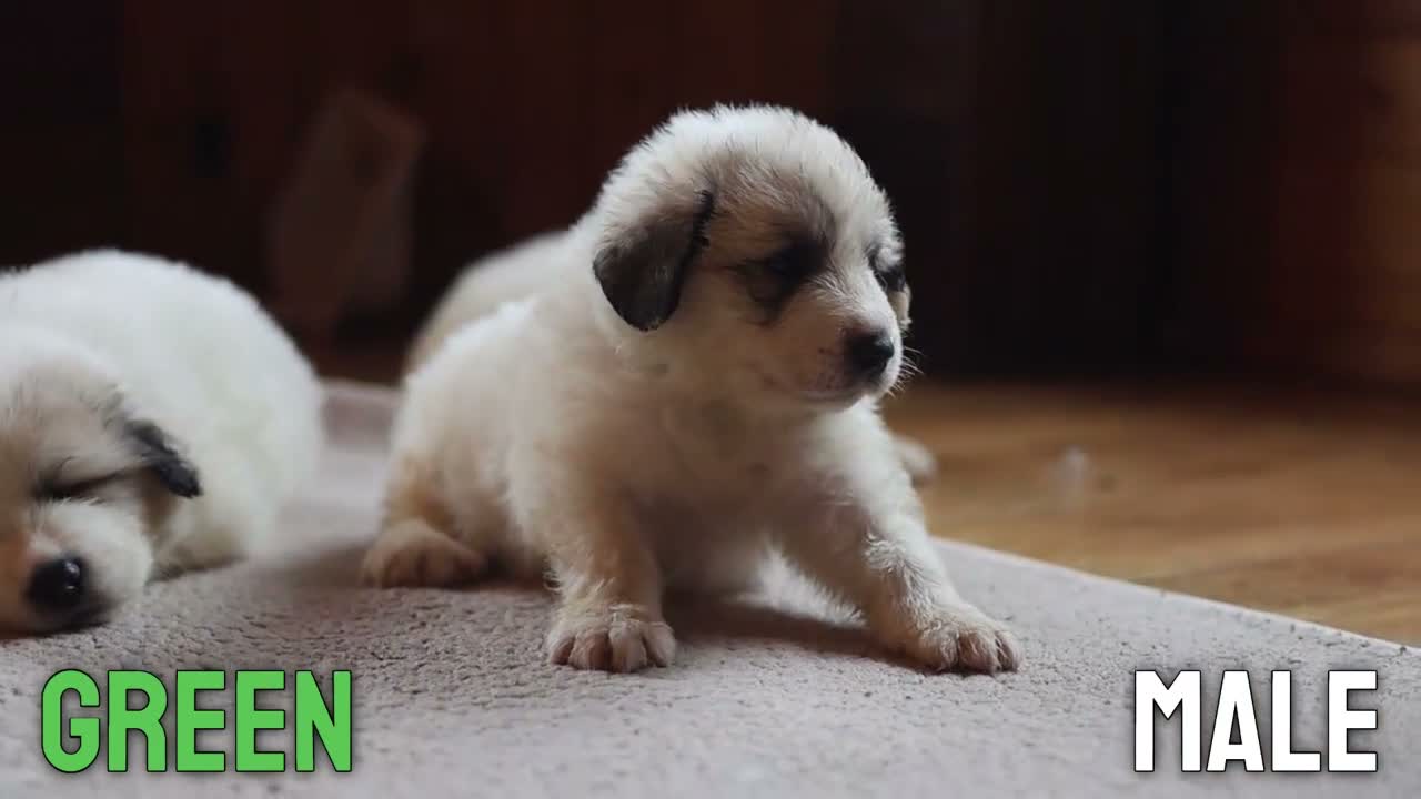 Pyrenean Mountain Dog dogs for sale: Adorable Puppies, Looking For Forever Homes! - Video 2