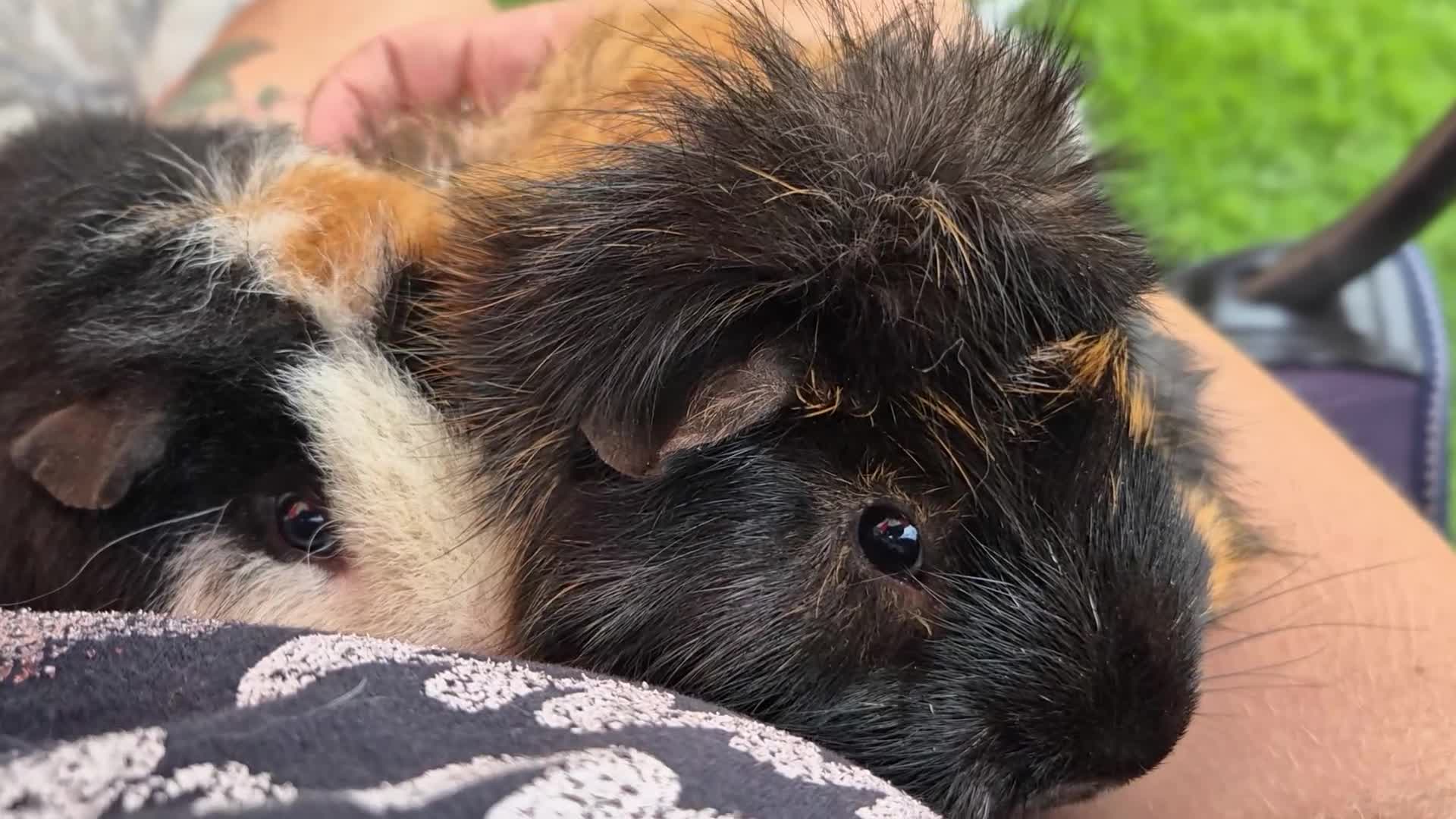 Guinea Pig rodents for sale: 2 male guinea pigs  - Video 2