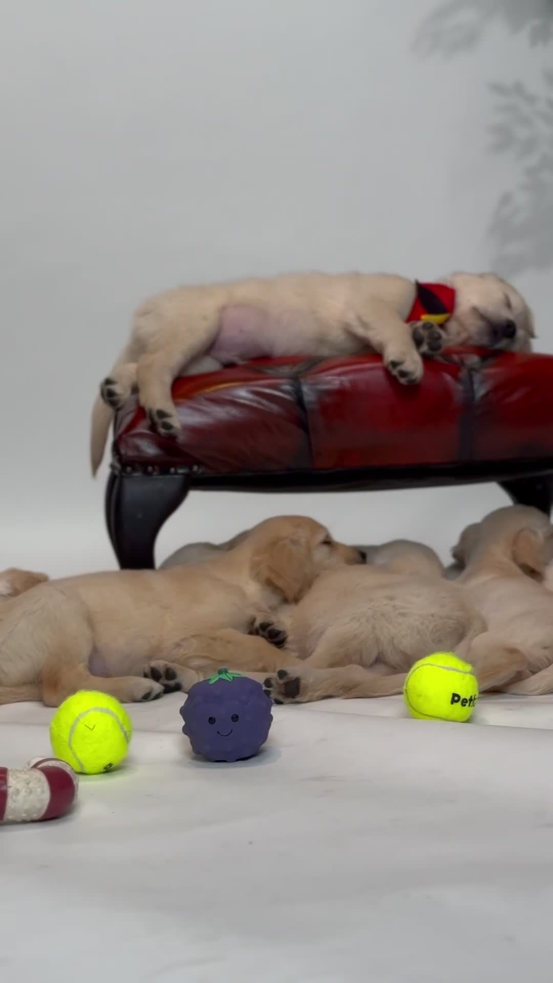 Golden Retriever dogs for sale: Adorable Golden Retriever Puppies  - Video 1