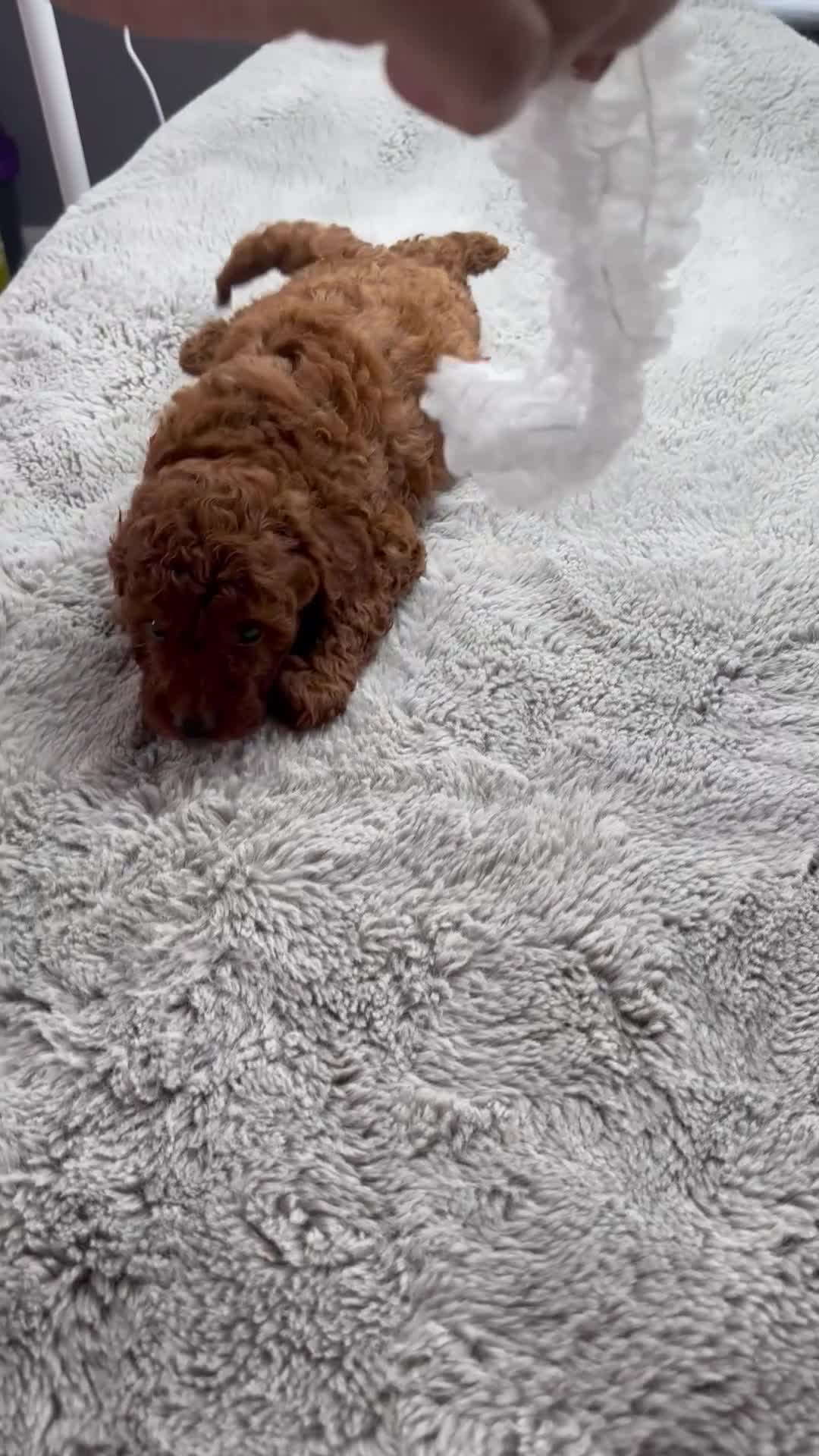 Cockapoo dogs for sale: Stunning Deep Red F1B cockapoo in Guildford - Video 2