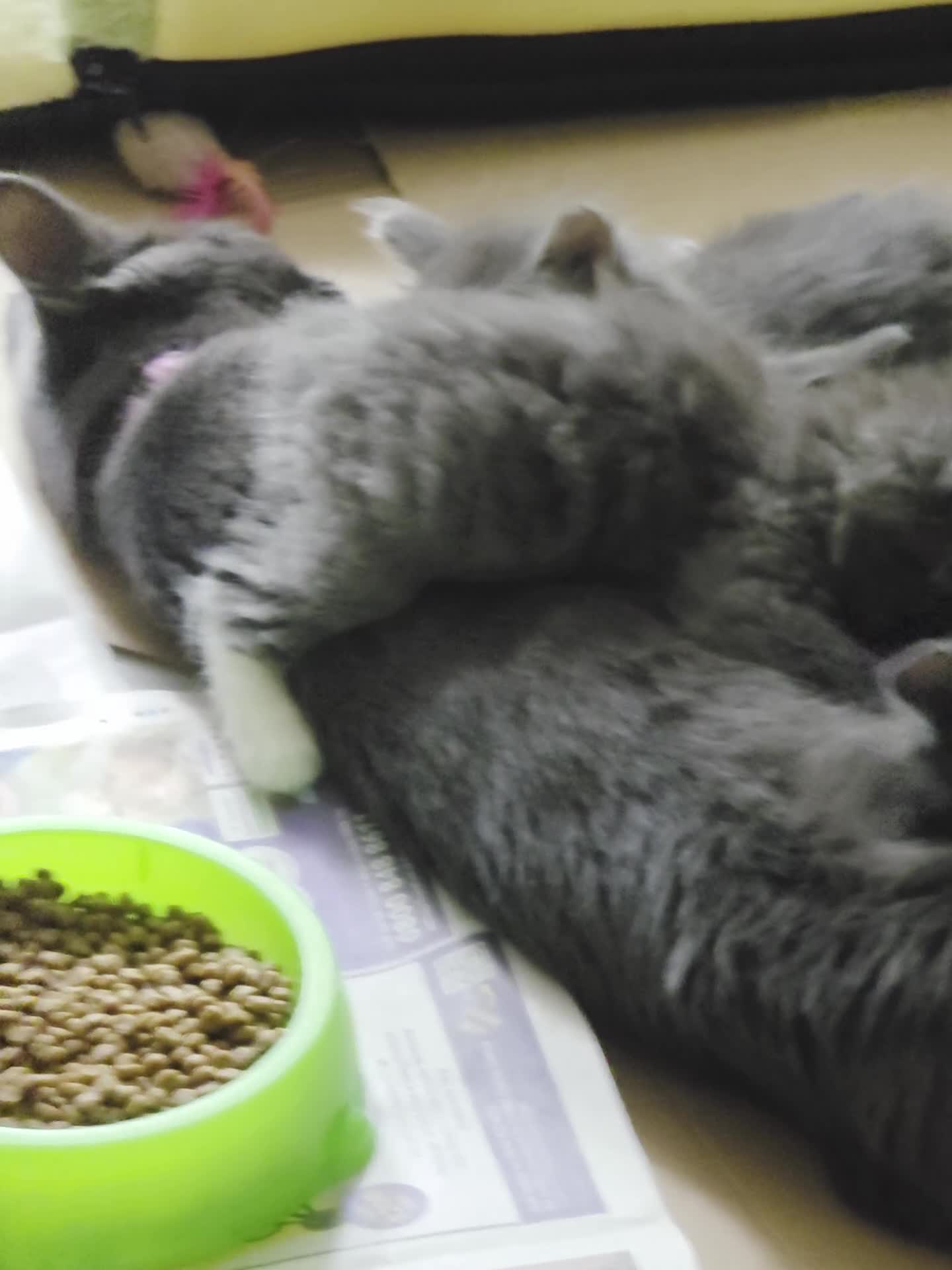 Russian Blue cats for sale: 7 Beautiful Russian blue X kittens  - Video 1