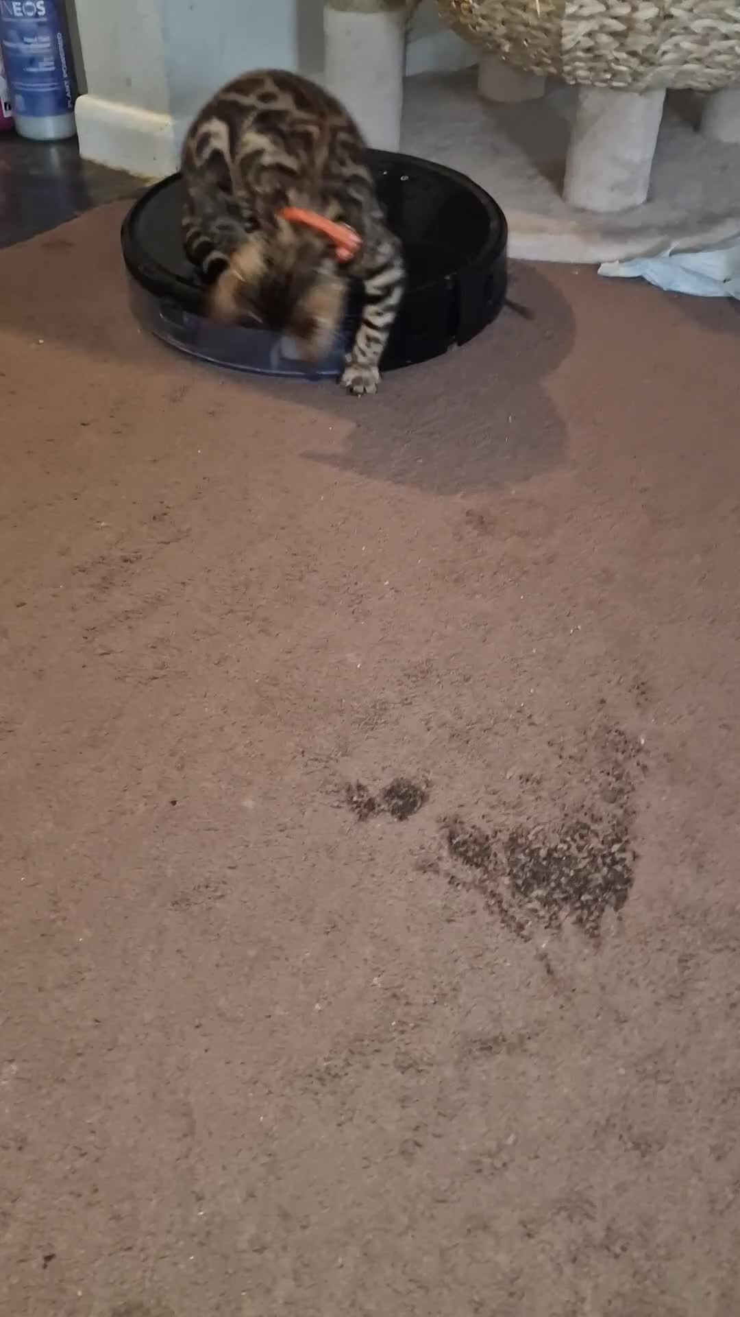 Bengal cats for sale: Two gorgeous Bengals girls  😻😻❤️ - Video 5