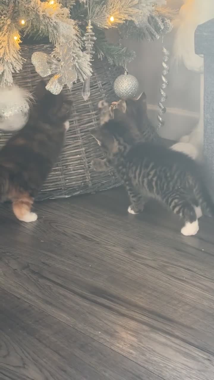 Mixed Breed cats for sale: Gorgeous kittens - Video 1