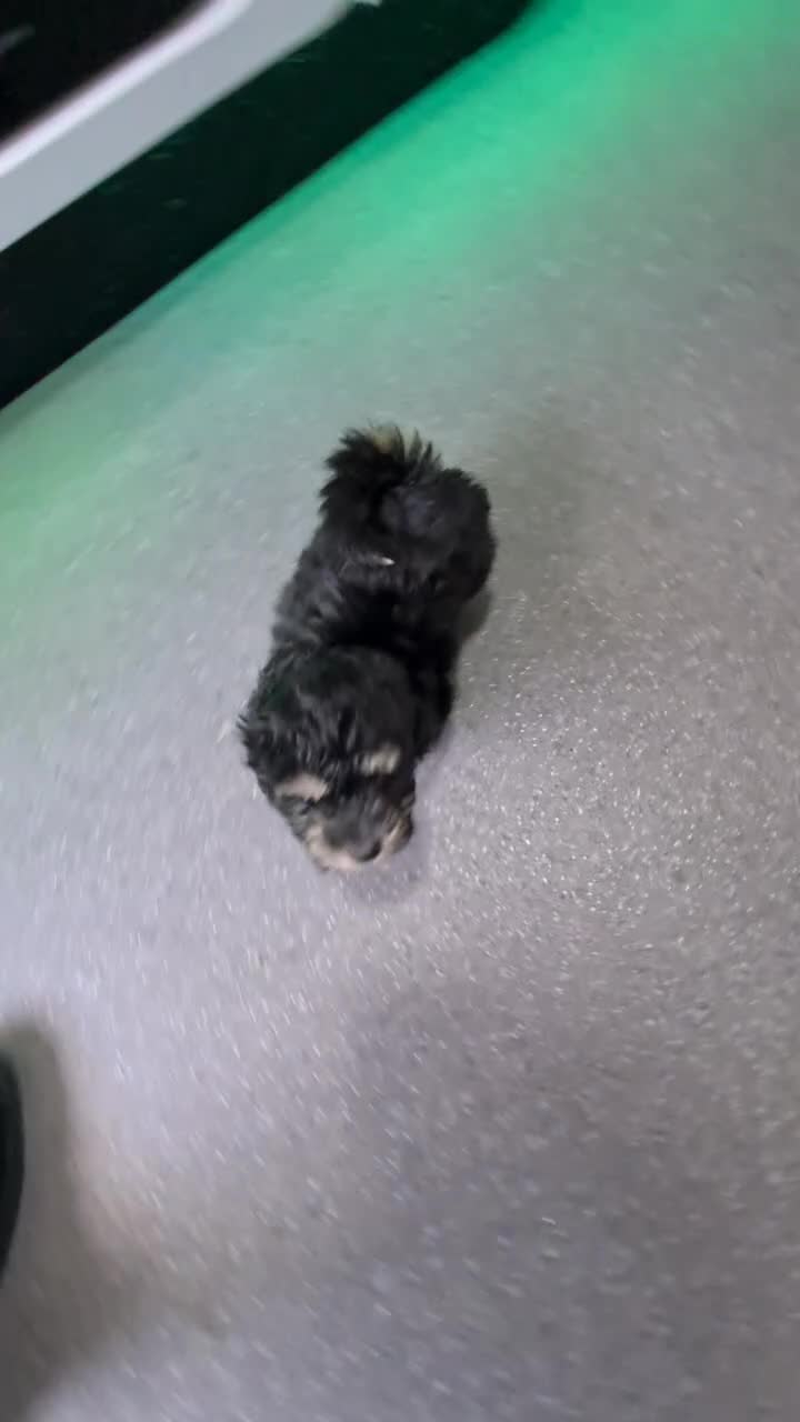 Jackapoo dogs for sale: Tiny fluffy jackapoo pups - Video 1