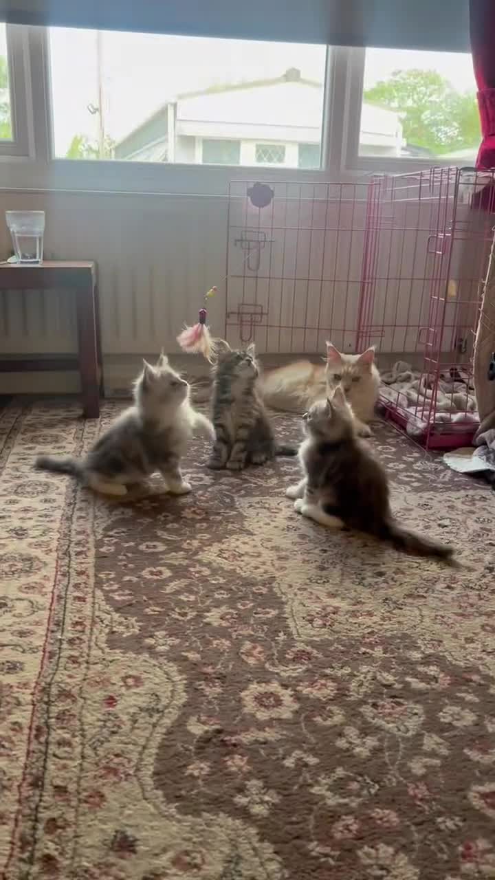 Maine Coon cats for sale: Maine Coon Kittens  in Romford - Video 3