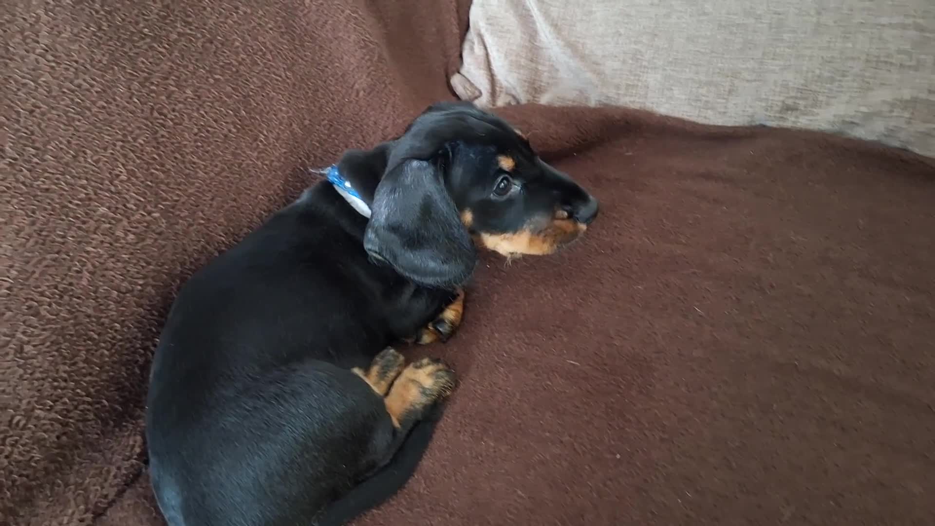 Dachshund dogs for sale: Charlie 10 weeks  in Leicester - Video 1