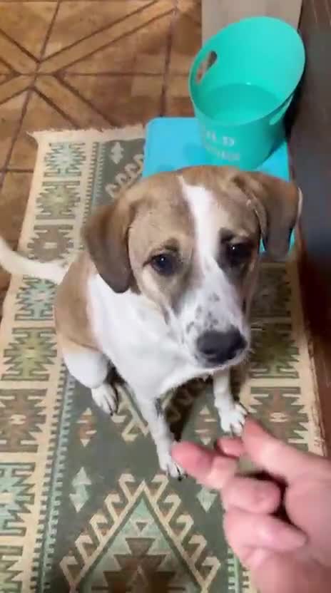 Mixed Breed dogs for adoption: 🐾🤍 MARIA – Gentle, Loyal & Ready to Belong 🤍🐾 - Video 2