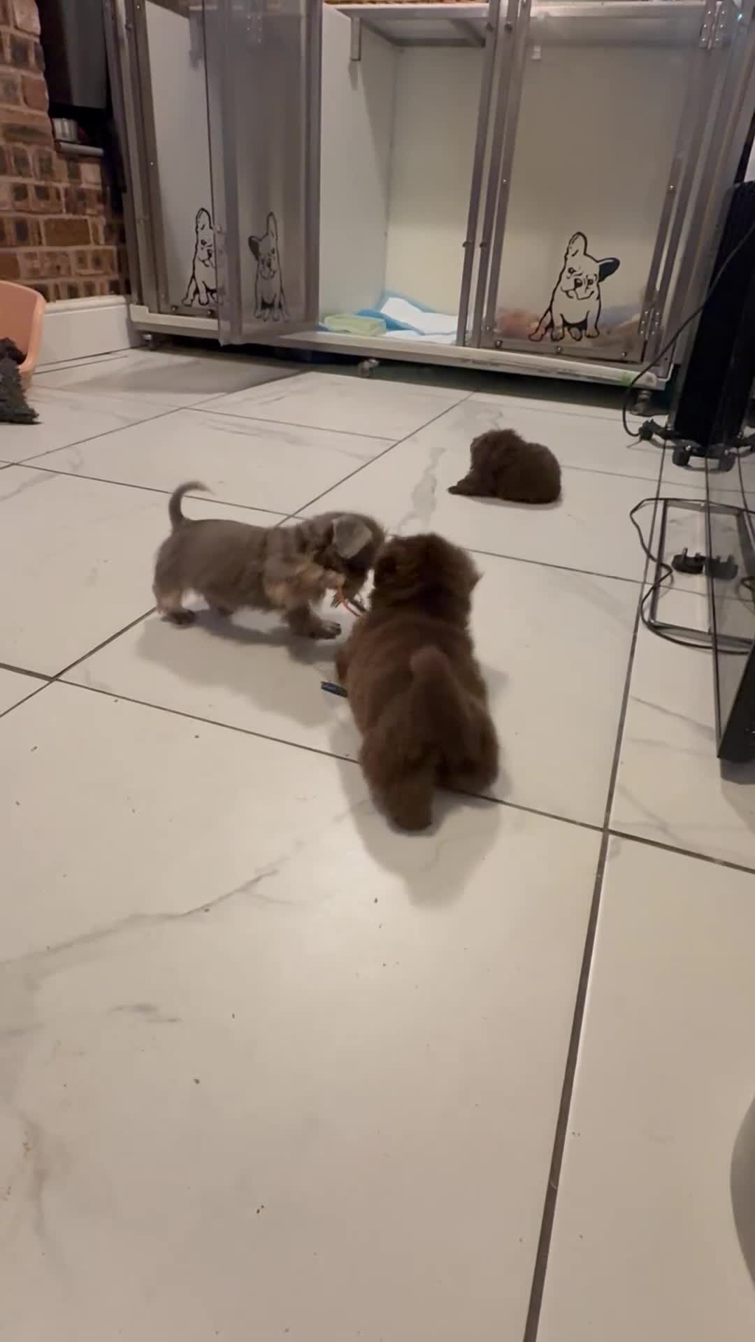 Shih Tzu dogs for sale: Reduced !Beautiful imperial choc & lav Shihzu pup  - Video 1