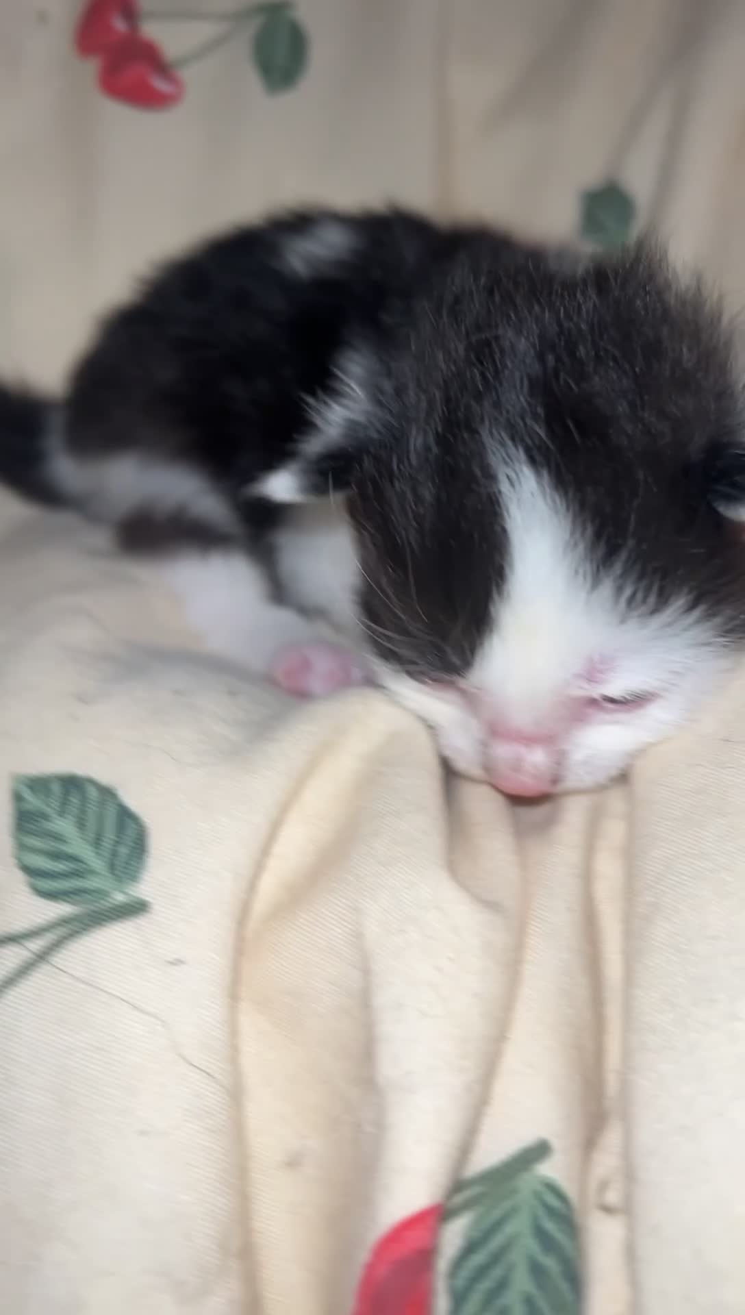 Mixed Breed cats for sale: 3 beautiful Kittens left  - Video 2