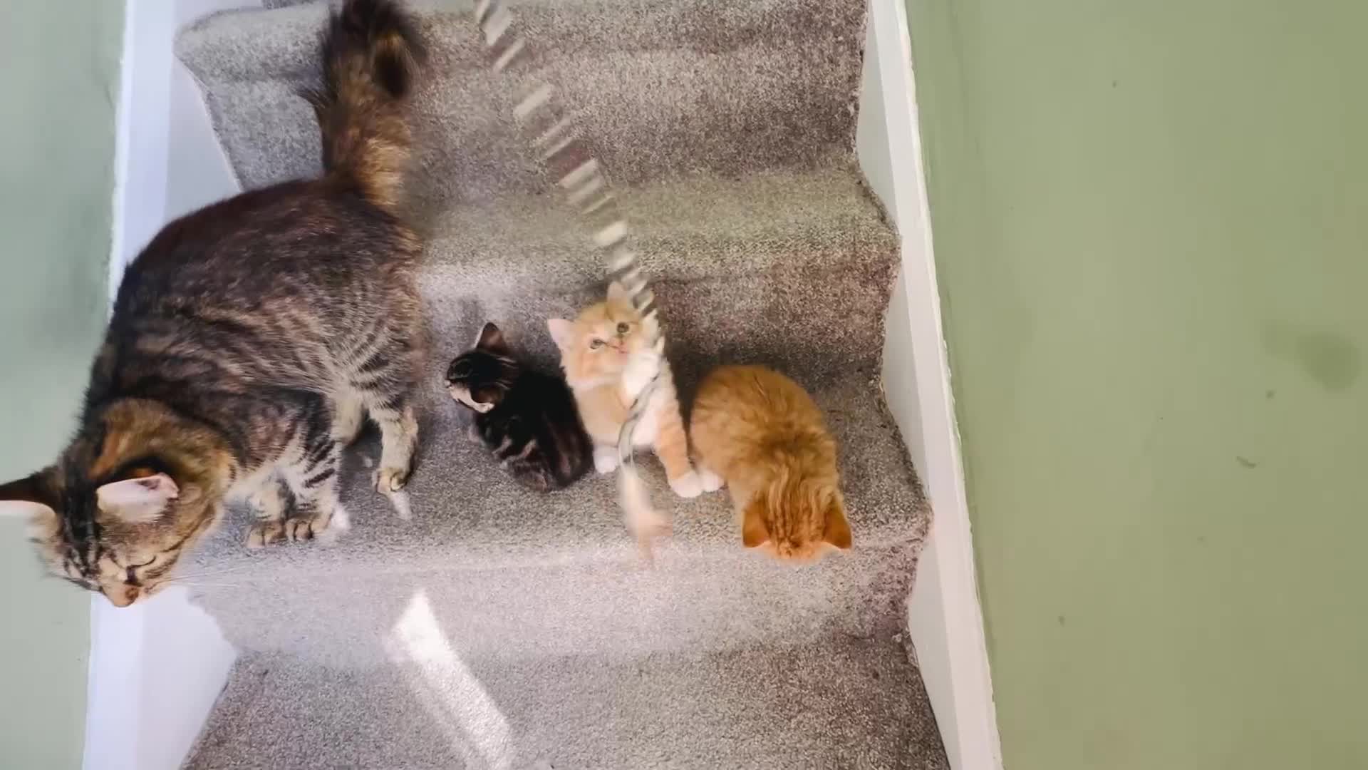 Mixed Breed cats for sale: Stunning Turkish angora x Maine coon - Video 1