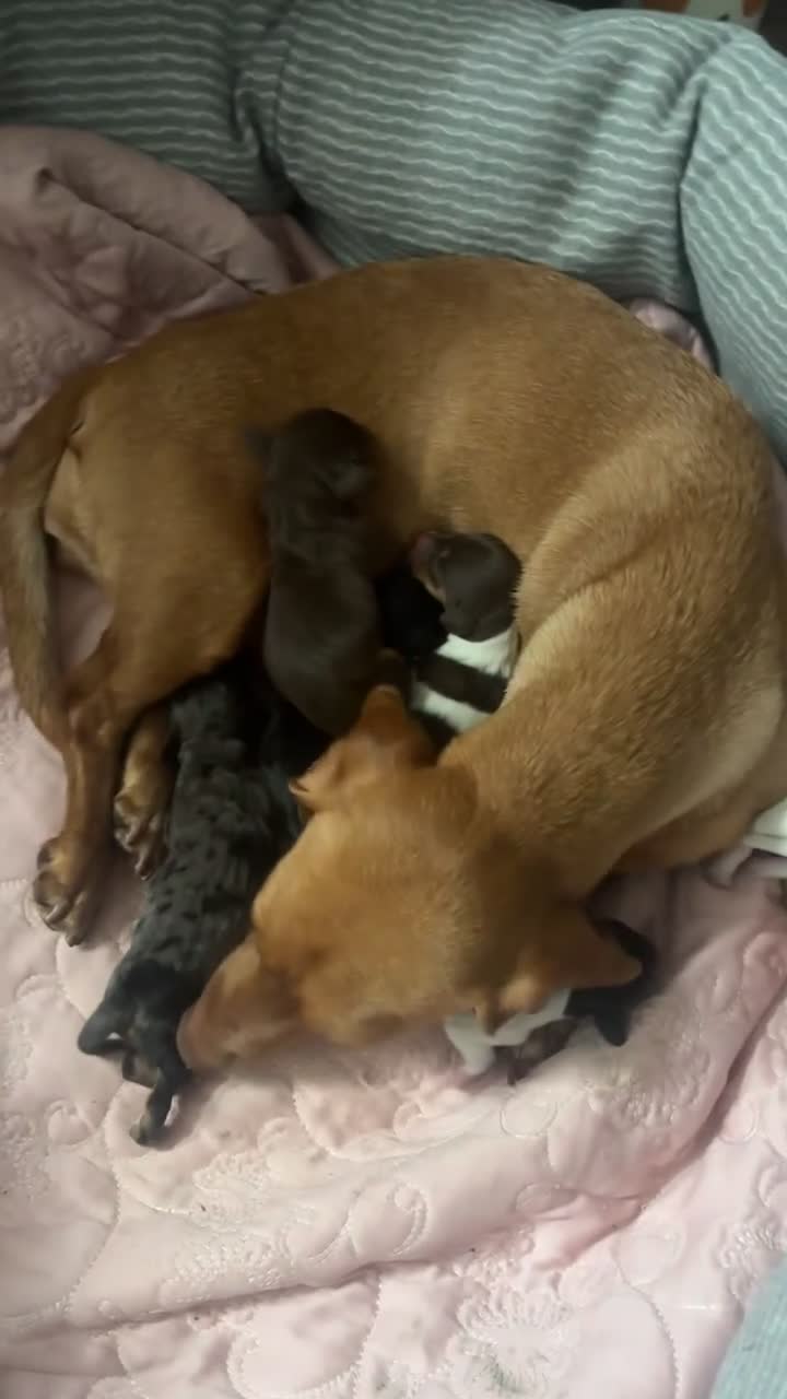 Miniature Dachshund dogs for sale: Miniature Dachshund puppies in Warrington - Video 5