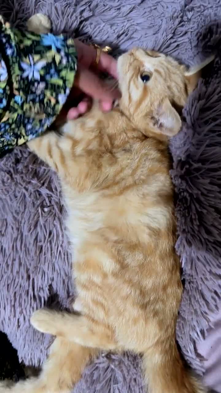 British Longhair cats for sale: British medium fur female kitten  - Video 1