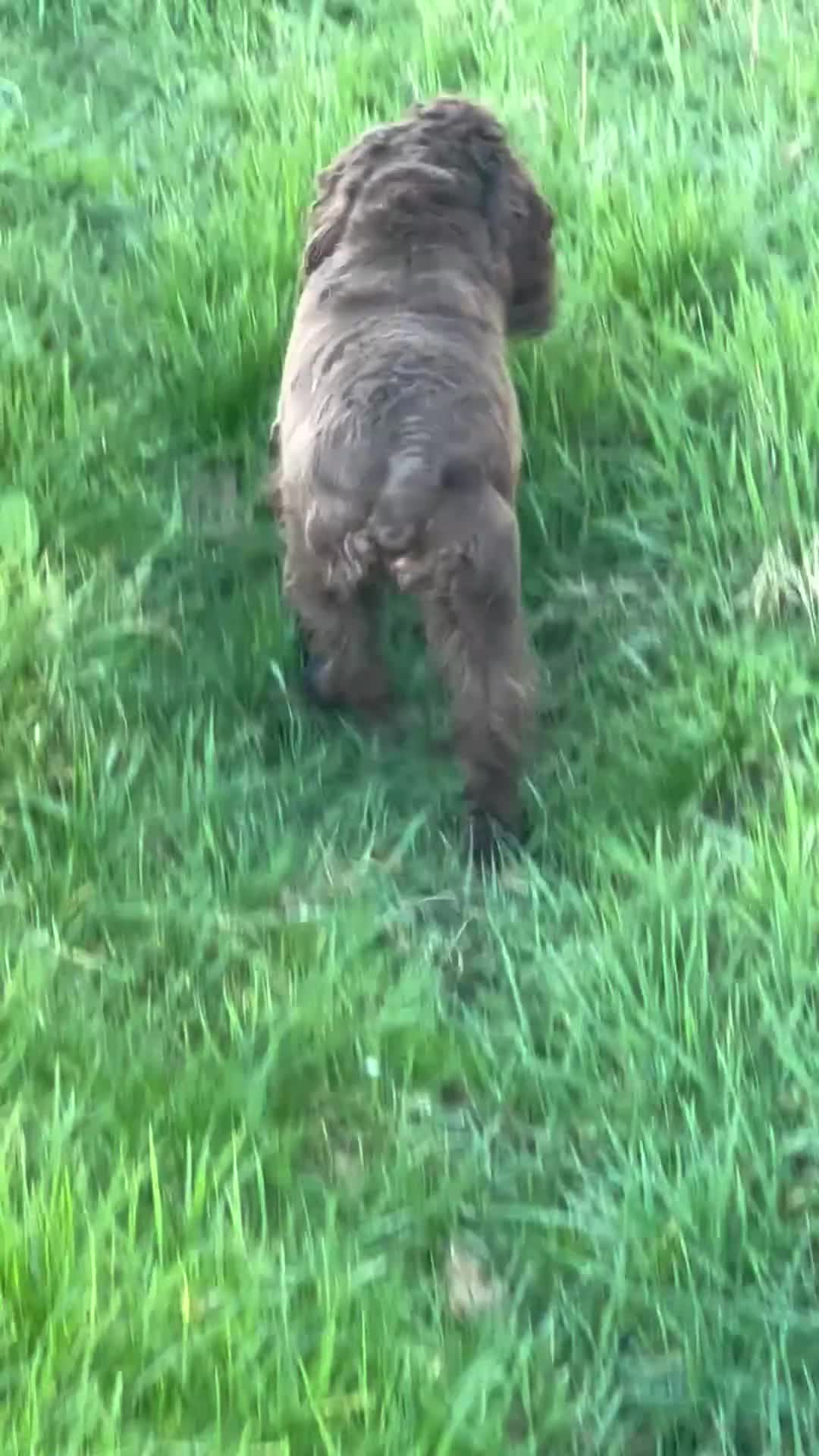 Cocker Spaniel dogs for sale: Eevee cockerspaniel  - Video 1