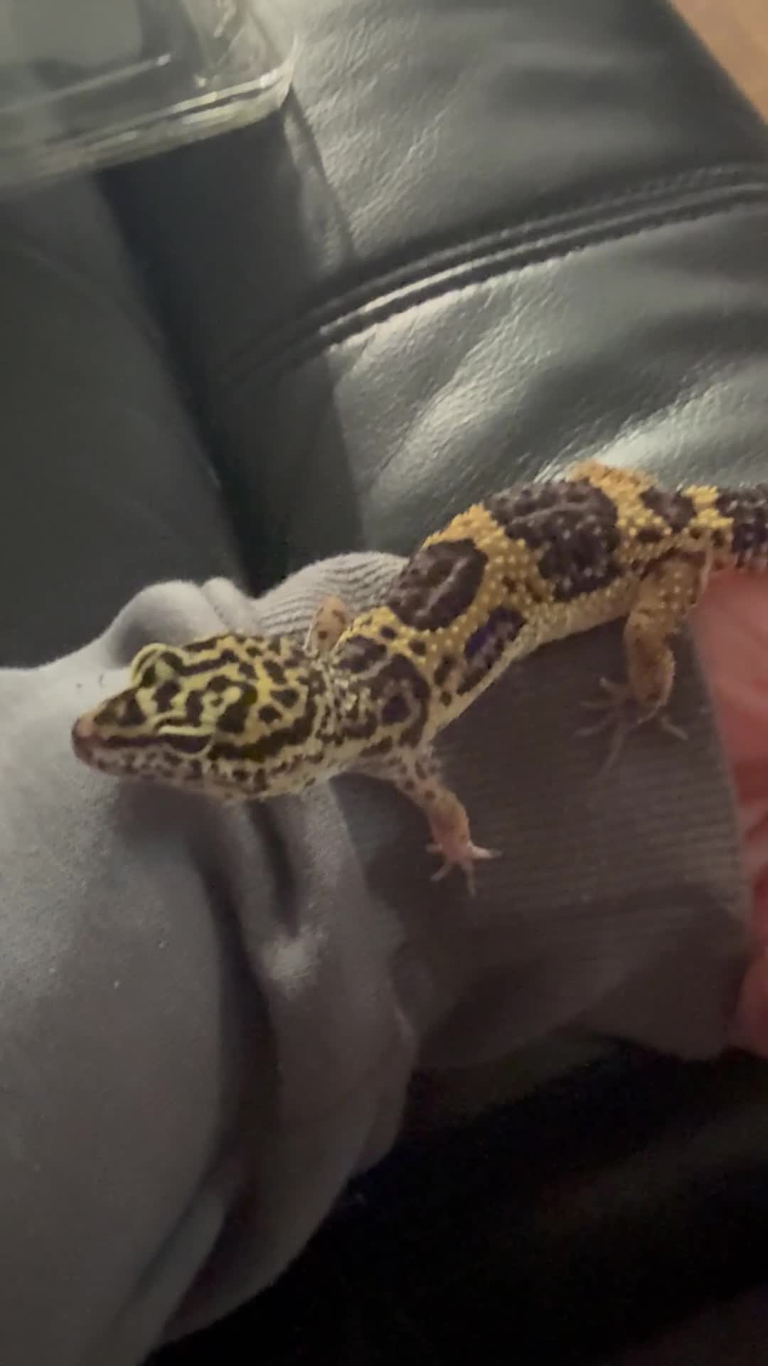 Leopard Gecko reptiles for sale: Beautiful female leopard gecko & set up  - Video 1