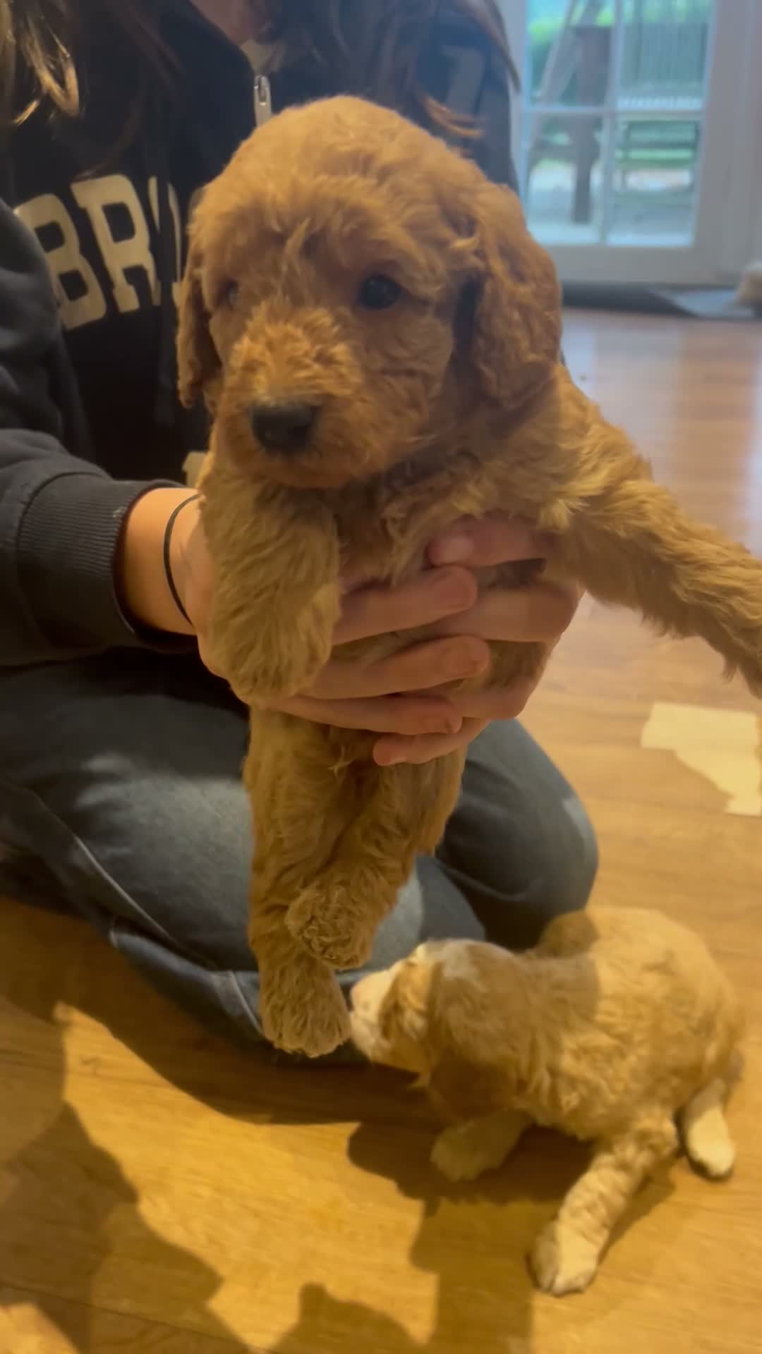 Labradoodle dogs for sale: Beautiful F1B Miniature Labradoodles - Video 4