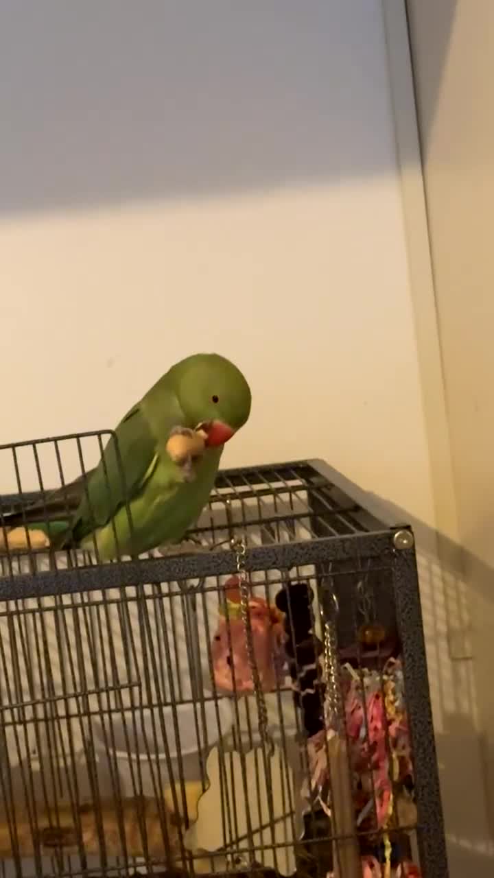 Ringnecks birds for sale: Indian ringneck parakeet  in Horsham - Video 1