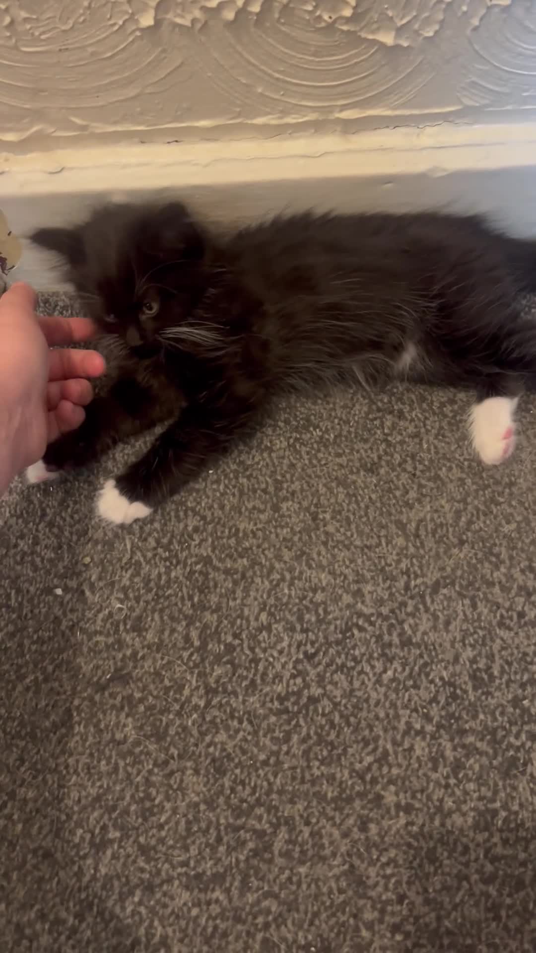 Maine Coon cats for sale: Maine coon kittens - Video 2