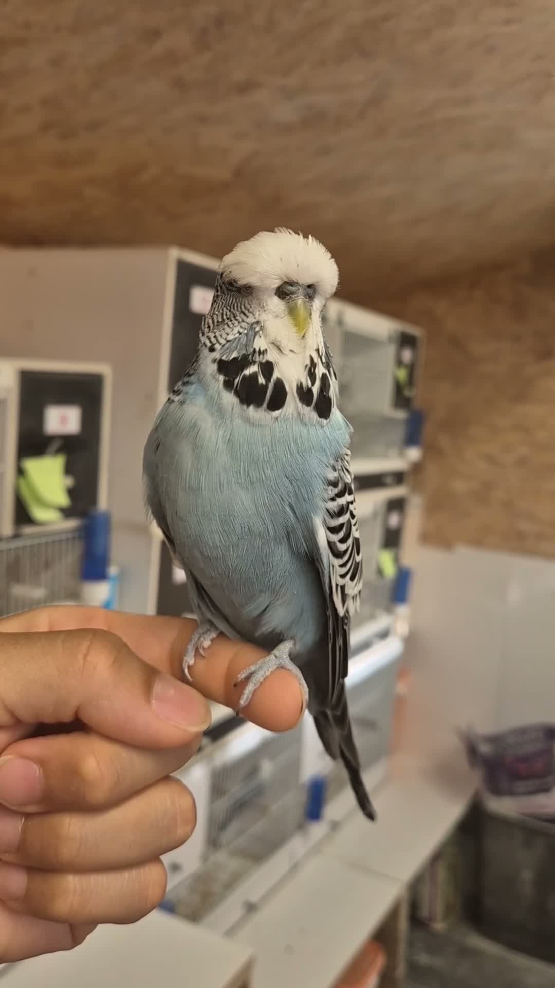 Budgerigars birds for sale: Tamed cock  - Video 1