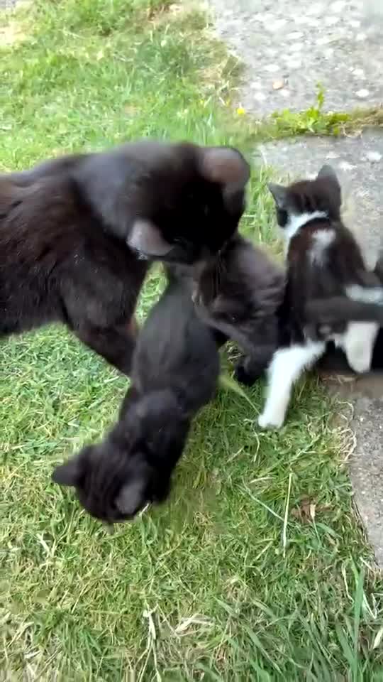 Domestic Shorthair cats for sale: Adorable Tuxedo and Black Kittens🐾 in Bedford - Video 2