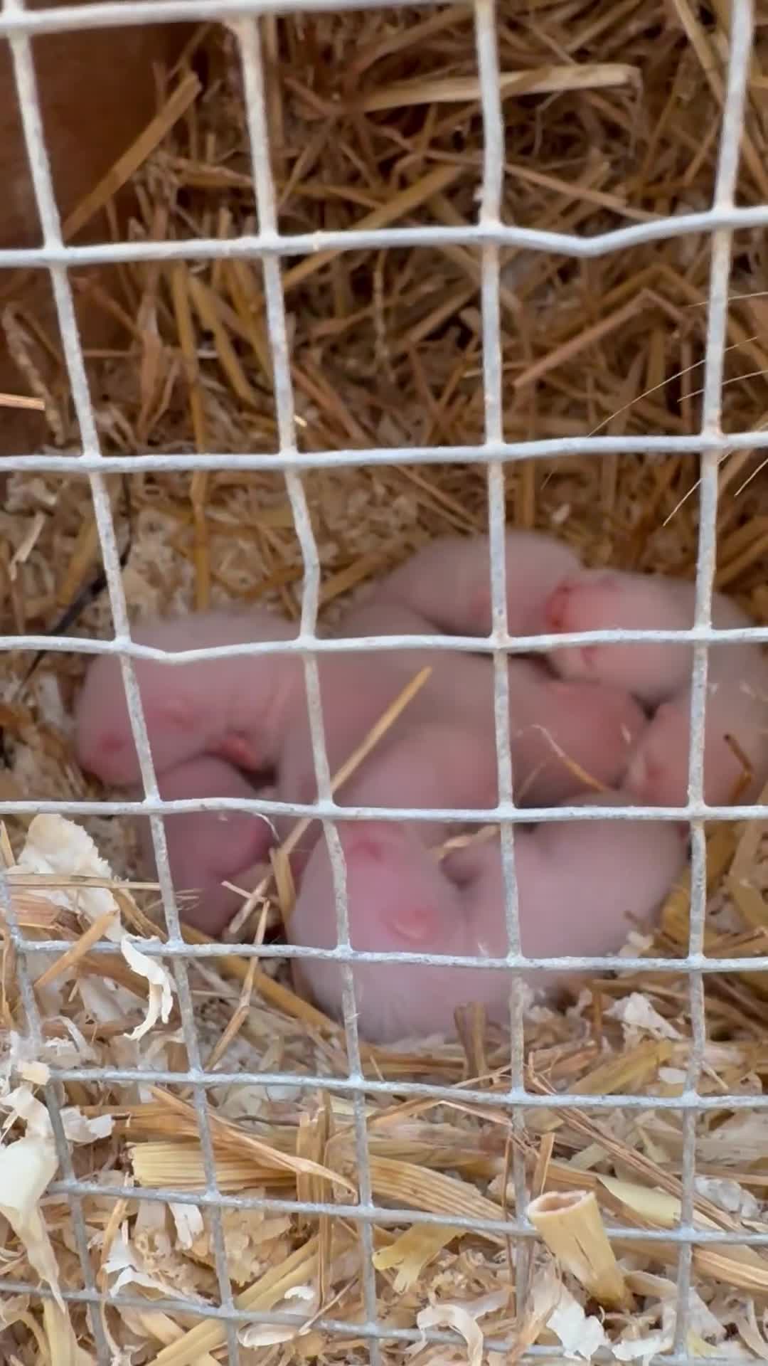 Ferret rodents for sale: Albino kits looking for new 🏡  in Sheffield - Video 1