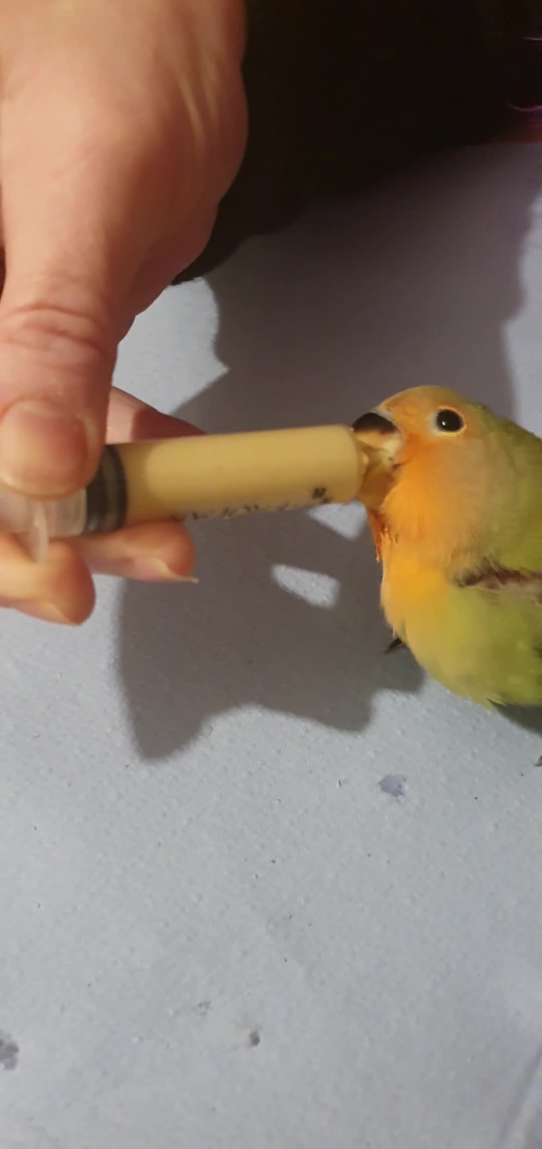 Lovebirds birds for sale: 3 Baby lovebirds - Video 3