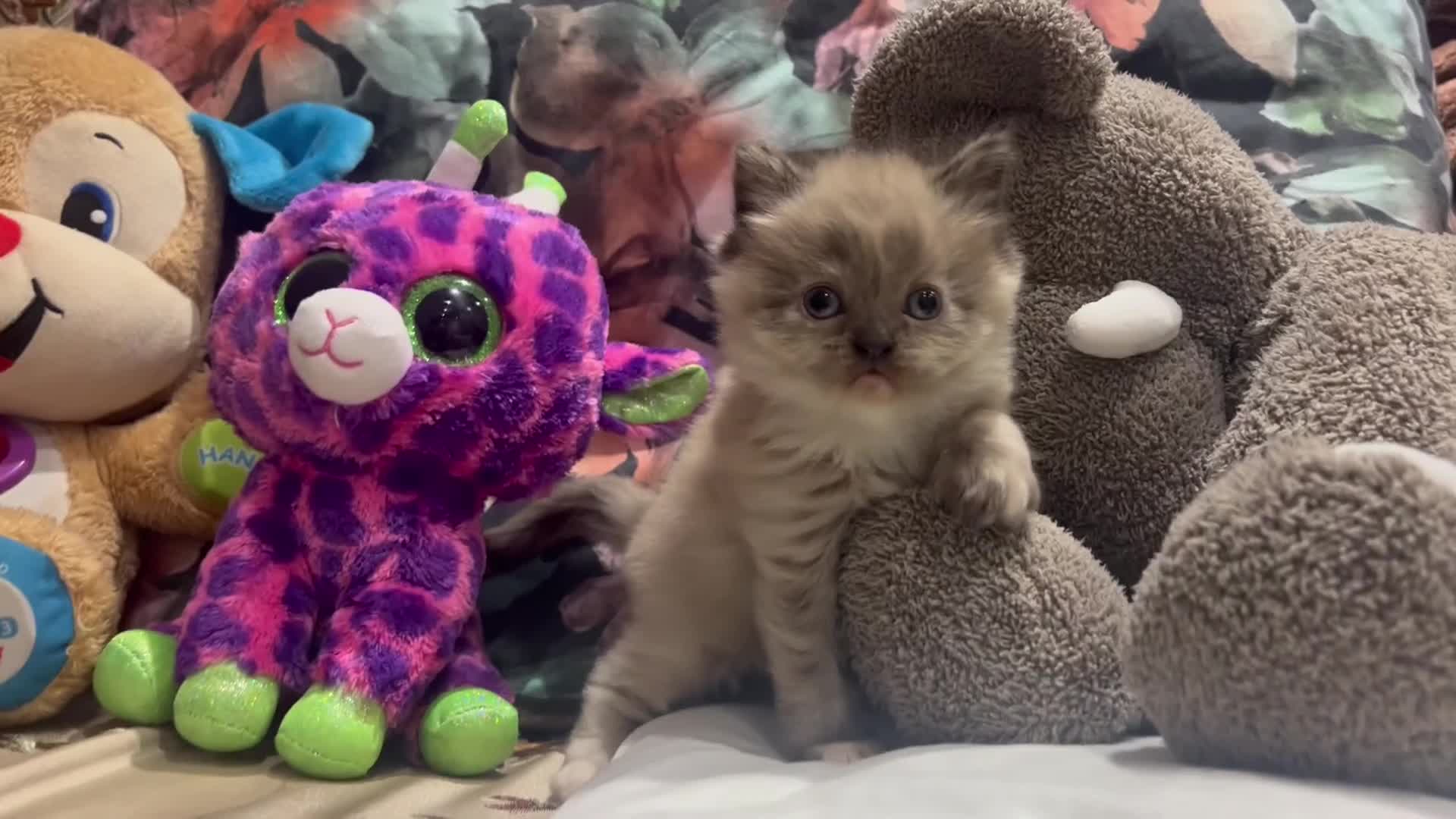 Persian cats for sale: Spanish import - Outstanding kittens available - Video 1