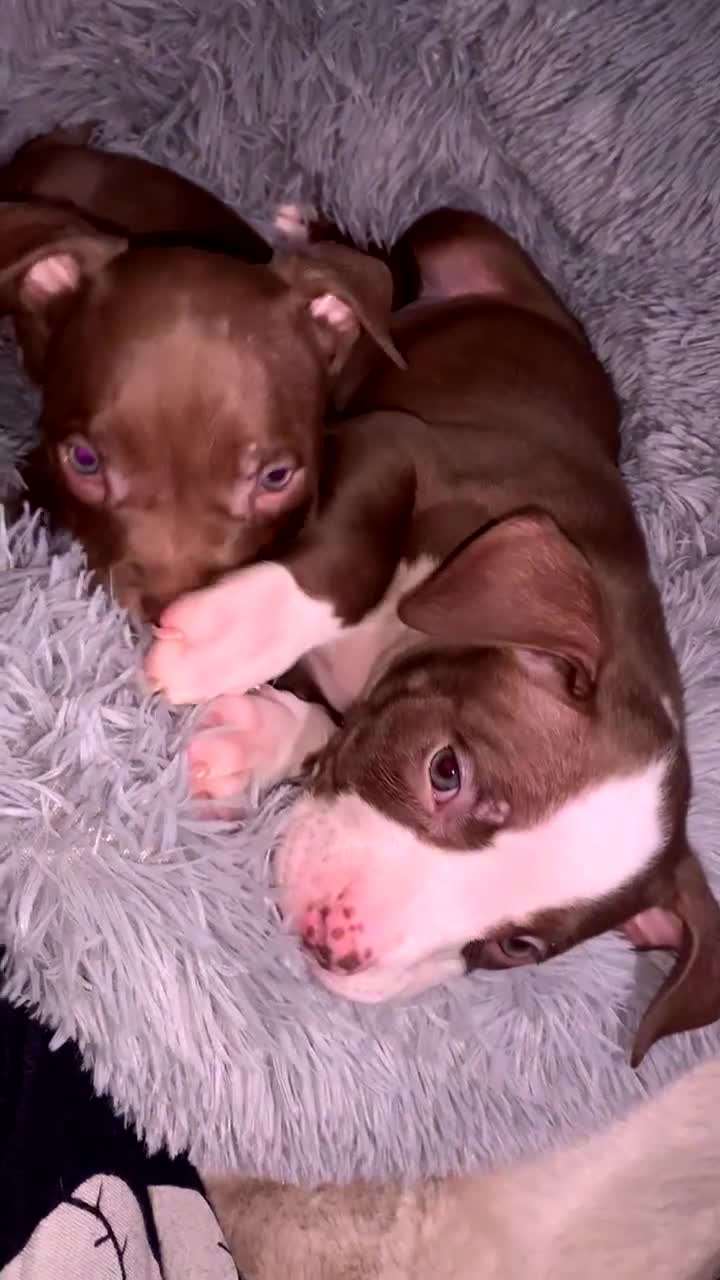 American Bully dogs for sale: pocket bully pups looking for there forever home  - Video 1