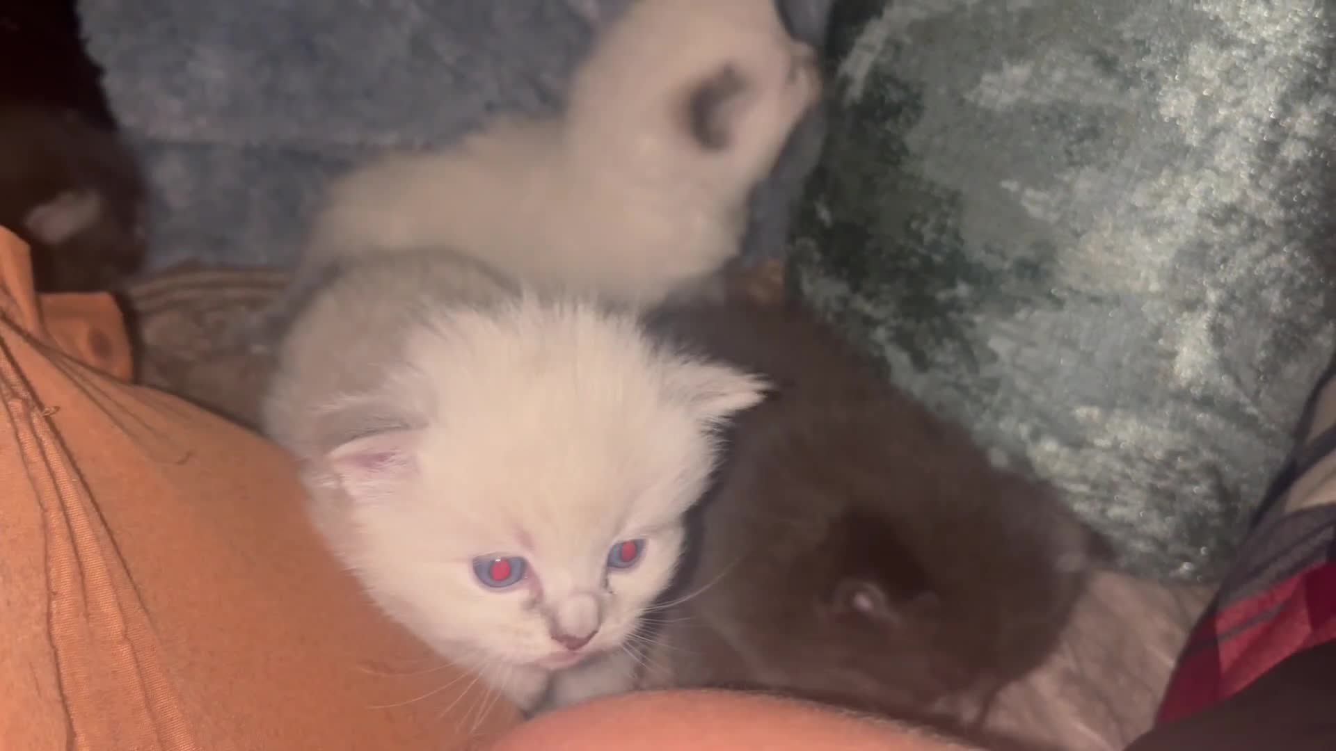 Ragdoll cats for sale: 4 bundles of Ragdoll x joy - Video 1