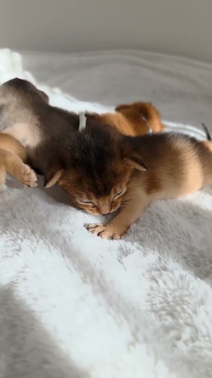 Abyssinian cats for sale: Beautiful Abyssinian Kittens – TICA Registered 🐾 - Video 1