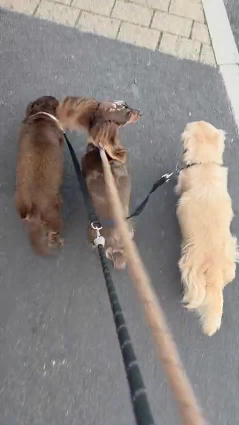 Miniature Dachshund dogs for stud: Cream long haired kc dachshund  - Video 1