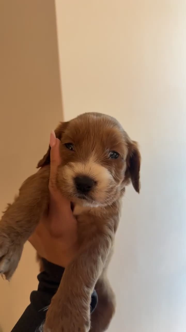 Cockapoo dogs for sale: Cockapoo puppies  - Video 1