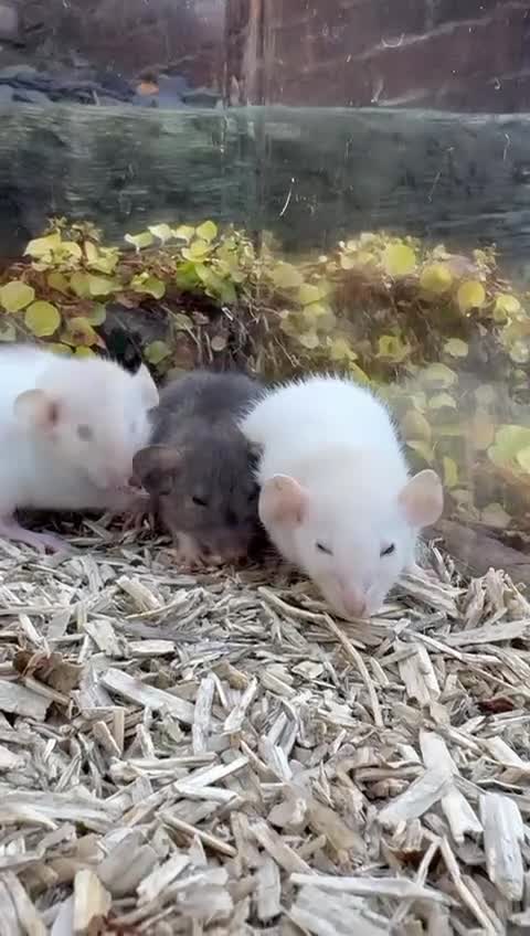 Rat rodents for sale: Beautiful baby full size and dwarf rats ready 9Dec - Video 1