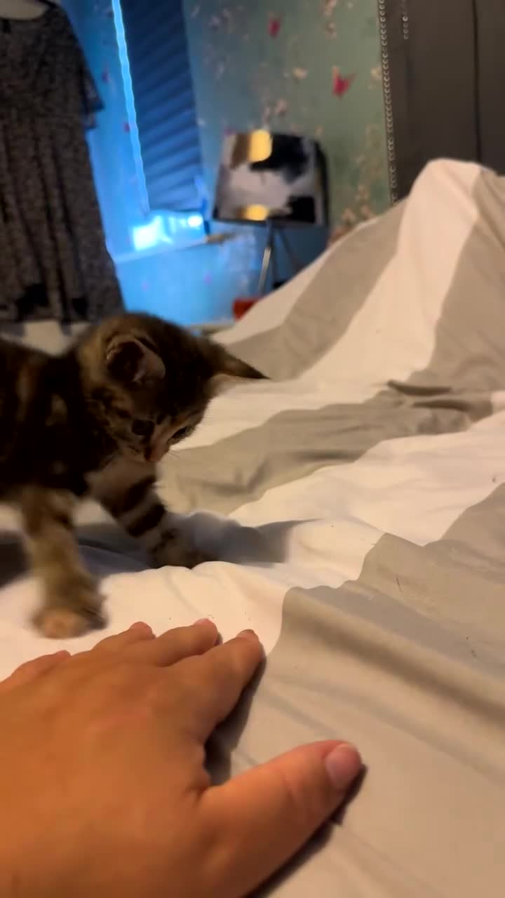 Domestic Shorthair cats for sale: 4 beautiful kittens, 2 boys and 2 girls - Video 3
