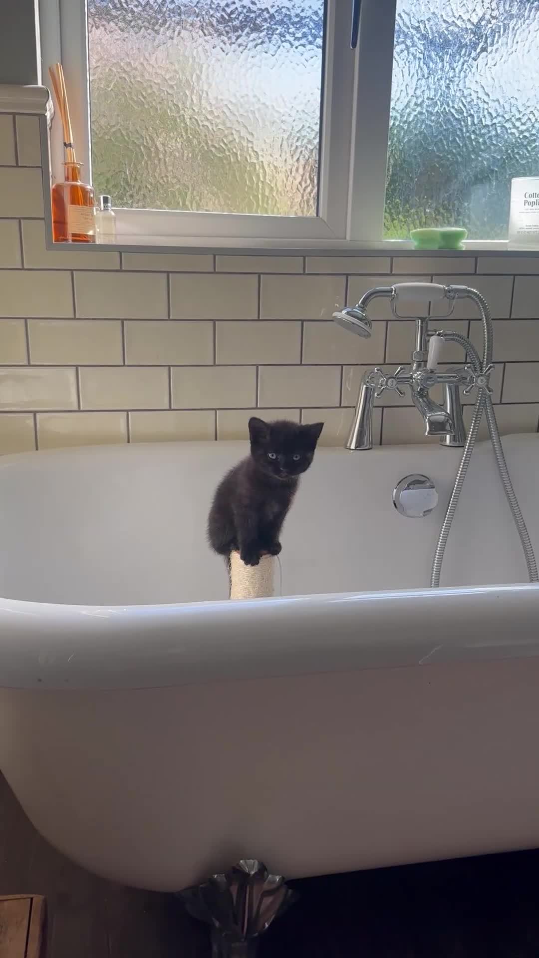 Mixed Breed cats for sale: Mixed breed kittens - Video 2