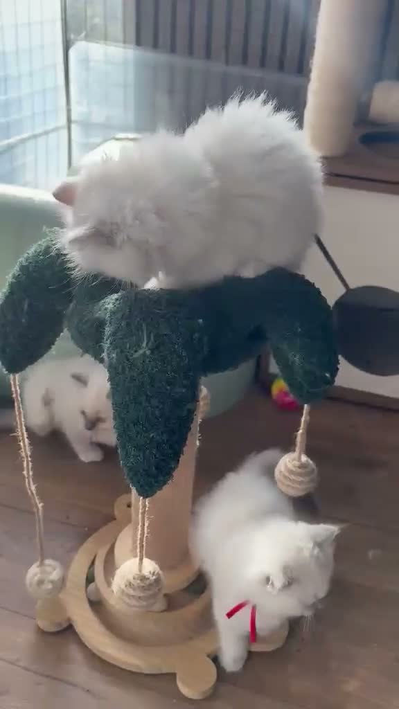 Ragdoll cats for sale: 4 Gorgeous Kittens Looking for Loving Homes 🐱 - Video 1