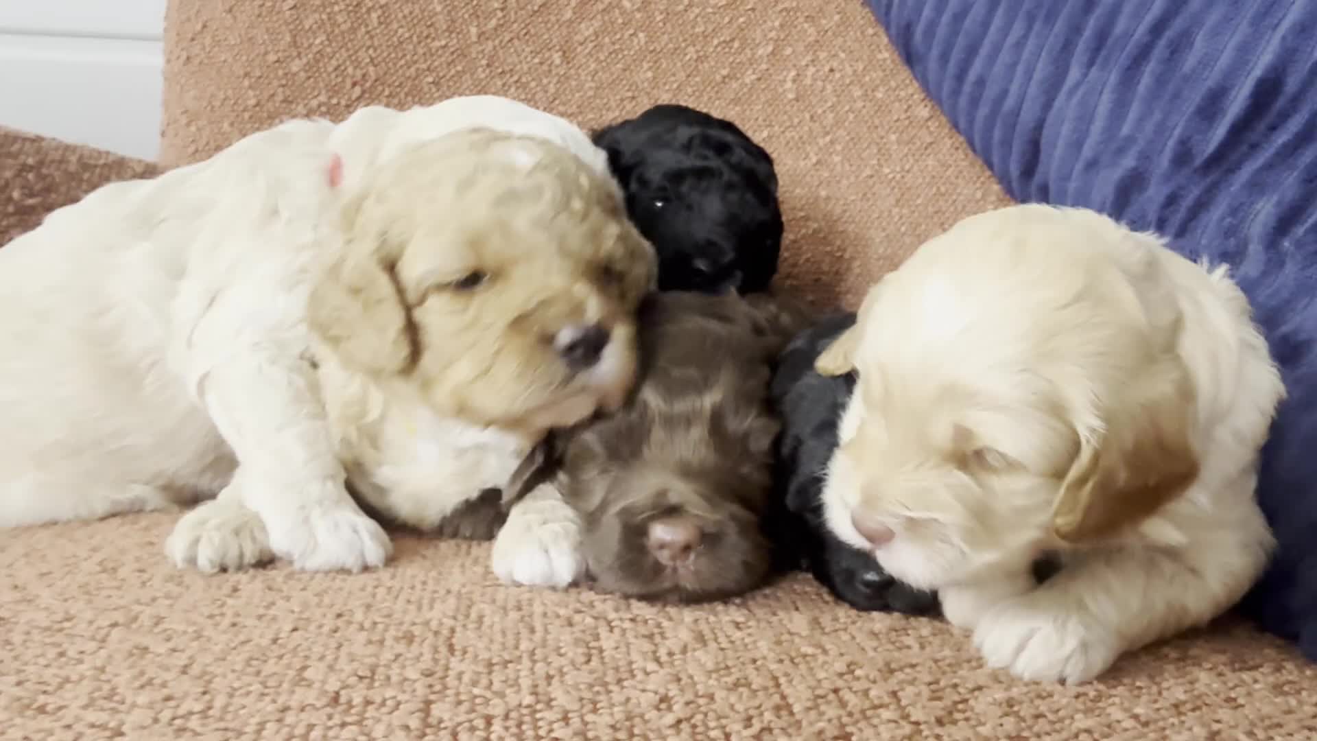 Cockapoo dogs for sale: Stunning F1B Cockapoos - Video 1