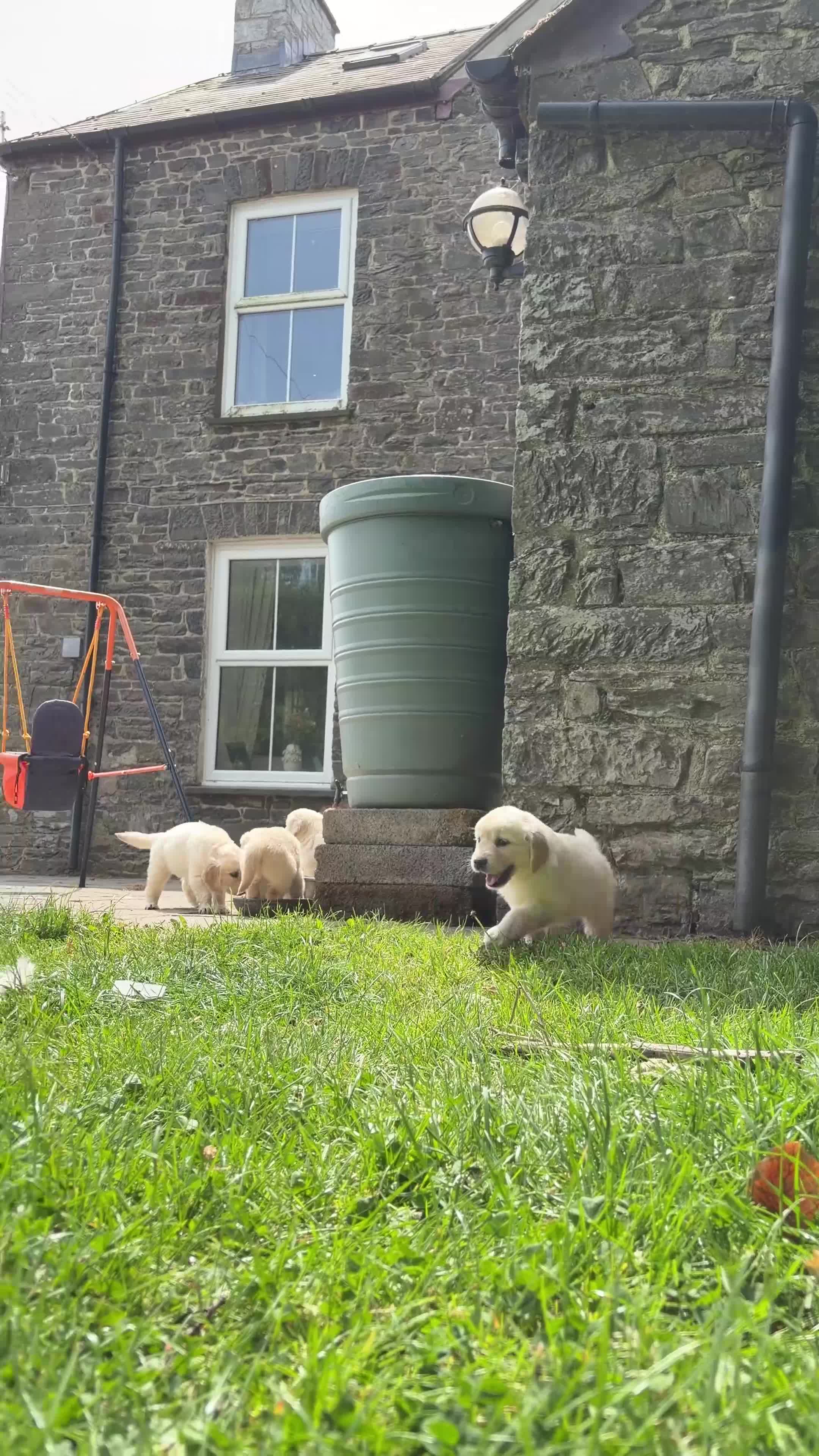 Golden Retriever dogs for sale: FULLY VACCINATED KC REG GOLDEN RETRIEVERS - Video 3