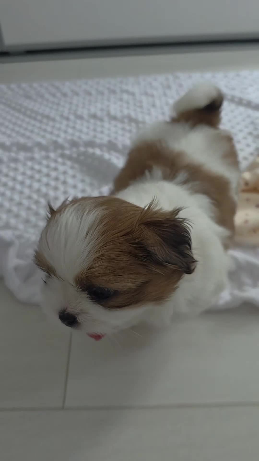 Mixed Breed dogs for sale: Beautiful 4 puppies (4 boys) - Video 2